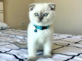 Scottish Fold Blue Point Yavru