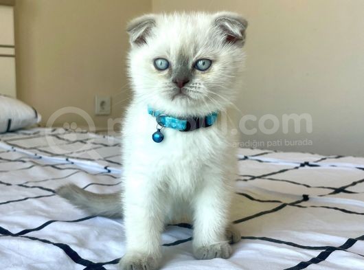 Scottish Fold Blue Point Yavru görsel