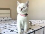 British Shorthair Blue Point Yavru