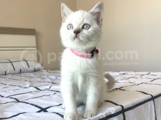 British Shorthair Blue Point Yavru