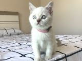 British Shorthair Blue Point Yavru