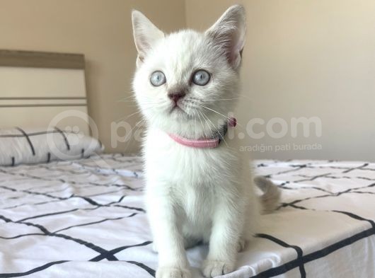 British Shorthair Blue Point Yavru görsel