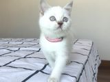 British Shorthair Blue Point Yavru