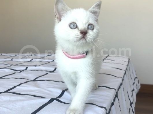 British Shorthair Blue Point Yavru görsel