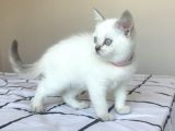 British Shorthair Blue Point Yavru