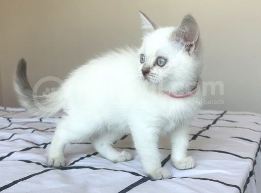 British Shorthair Blue Point Yavru görsel