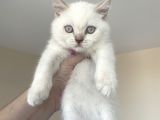 British Shorthair Blue Point Yavru