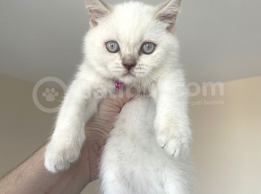 British Shorthair Blue Point Yavru görsel