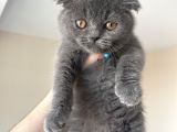 Scottish Fold Gri Yavru