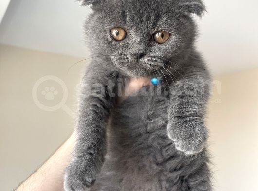 Scottish Fold Gri Yavru görsel
