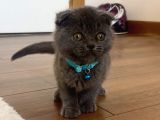 Scottish Fold Gri Yavru