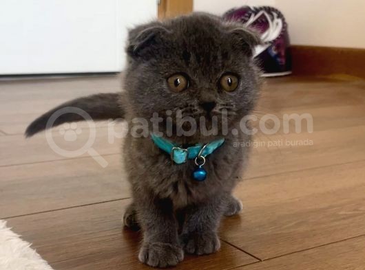 Scottish Fold Gri Yavru görsel