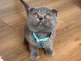 Scottish Fold Gri Yavru