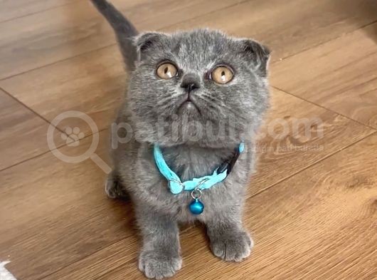Scottish Fold Gri Yavru görsel