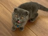 Scottish Fold Gri Yavru
