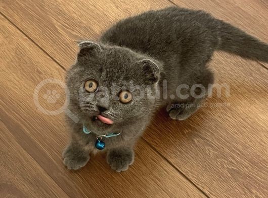 Scottish Fold Gri Yavru görsel