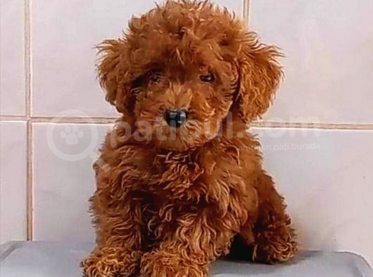 Tooy Poodle Cinsi Yavrular Di̇şi̇ Erkek Mevcuttur 