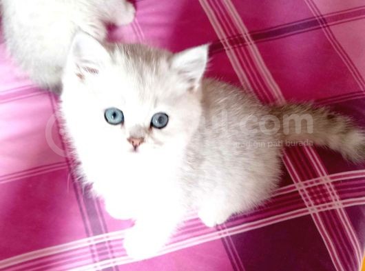 2 Aylik Di̇şi̇ Oyuncu Sevecen Si̇zlerle Uyumaya Bayilacak görsel