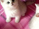 2 AYLIK DİŞİ OYUNCU SEVECEN SİZLERLE UYUMAYA BAYILACAK
