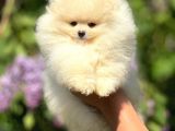 Ayı Suratlı Pomeranian Boo Yavrular Şehird Gönderilir
