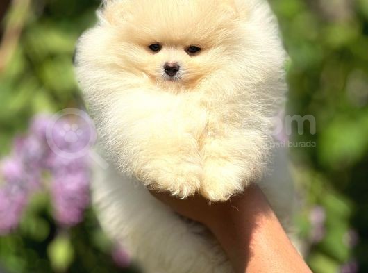 Ayı Suratlı Pomeranian Boo Yavrular Şehird Gönderilir