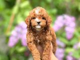 Sevimli Maltipoo Yavrular Şehirdışı Gönderilir