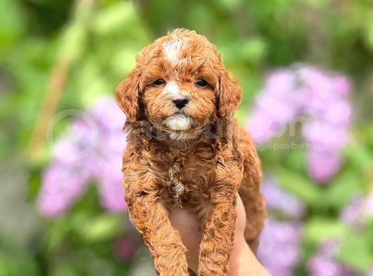 Sevimli Maltipoo Yavrular Şehirdışı Gönderilir
