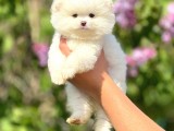 Ayı Suratlı Pomeranian Boo Yavrular Şehird Gönderilir