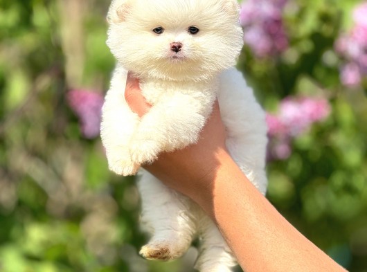 Ayı Suratlı Pomeranian Boo Yavrular Şehird Gönderilir görsel