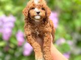 Sevimli Maltipoo Yavrular Şehirdışı Gönderilir