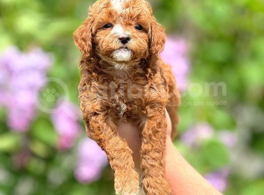 Sevimli Maltipoo Yavrular Şehirdışı Gönderilir görsel