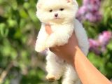 Ayı Suratlı Pomeranian Boo Yavrular Şehird Gönderilir