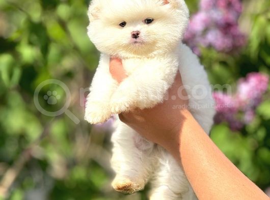Ayı Suratlı Pomeranian Boo Yavrular Şehird Gönderilir görsel