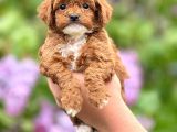 Sevimli Maltipoo Yavrular Şehirdışı Gönderilir