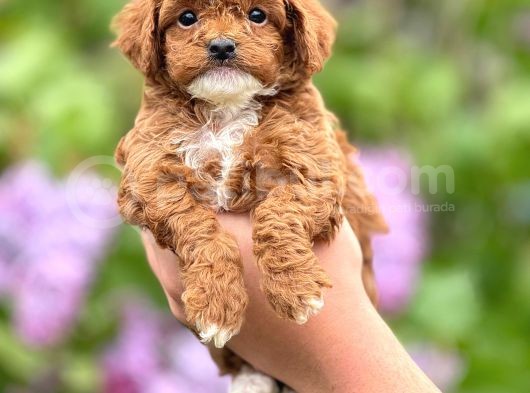 Sevimli Maltipoo Yavrular Şehirdışı Gönderilir görsel
