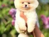 Ayı Suratlı Pomeranian Boo Yavrular Şehird Gönderilir