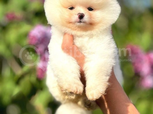 Ayı Suratlı Pomeranian Boo Yavrular Şehird Gönderilir görsel