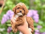Sevimli Maltipoo Yavrular Şehirdışı Gönderilir