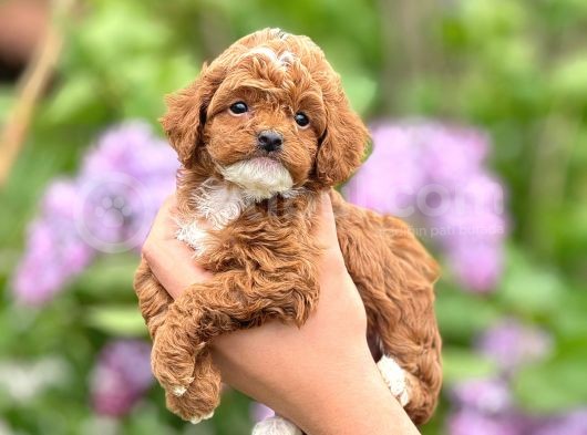 Sevimli Maltipoo Yavrular Şehirdışı Gönderilir görsel