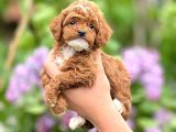 Sevimli Maltipoo Yavrular Şehirdışı Gönderilir