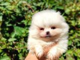 Teddy Bear Pomerian Boo