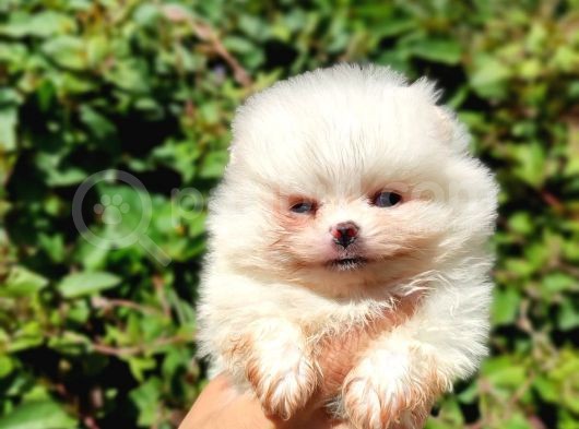 Teddy Bear Pomerian Boo görsel