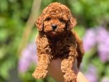 orijinal Red BrownToypoodle Yavrular Şehirdışı Gönderilir