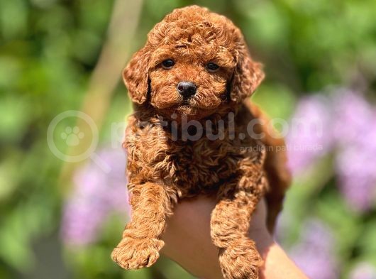 Orijinal Red Browntoypoodle Yavrular Şehirdışı Gönderilir