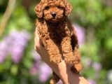 Orijinal Red Browntoypoodle Yavrular Şehirdışı Gönderilir