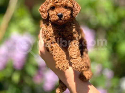 Orijinal Red Browntoypoodle Yavrular Şehirdışı Gönderilir görsel