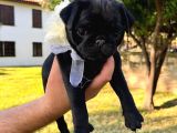 Gül Kuyruk Orijinal Pug Mobs Yavrular Şehird Gönd
