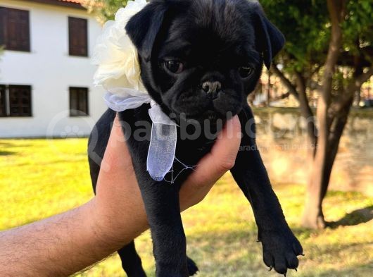 Gül Kuyruk Orijinal Pug Mobs Yavrular Şehird Gönd görsel