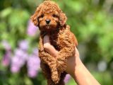Orijinal Red Browntoypoodle Yavrular Şehirdışı Gönderilir