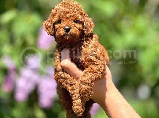 Orijinal Red Browntoypoodle Yavrular Şehirdışı Gönderilir görsel